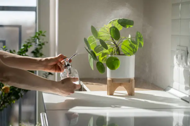 Close-up of someone watering indoor plants and cleaning natural wood cabinetry in a biophilic kitchen or bathroom.