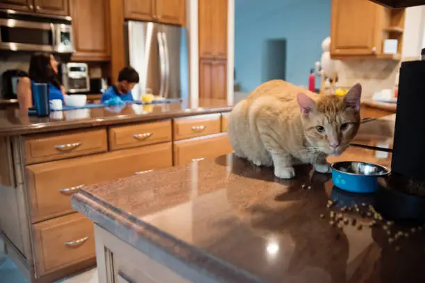 Pet-friendly kitchen remodel with built-in feeding station and durable, easy-to-clean surfaces
