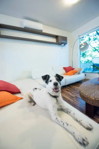 Pet-friendly home interior showing a dog comfortably lounging in a remodeled living space