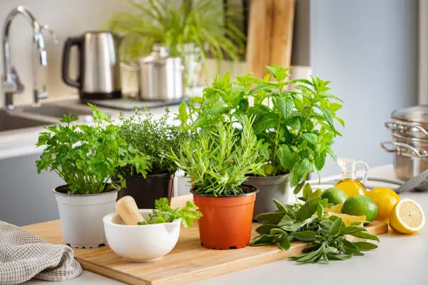 Kitchen with vertical herb planters and fresh herbs