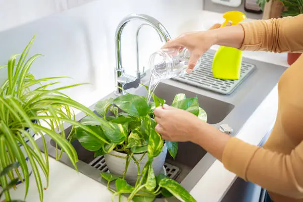 Kitchen with countertop planters and grow lights